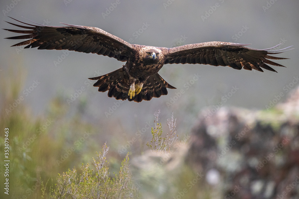Fototapeta premium Águila real