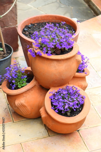 Blooming blue lobelia in ceramic vases (lat.Lobelia)
