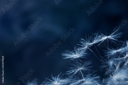 Fototapeta Naklejka Na Ścianę i Meble -  Dandelion seeds on a flower. Copyspace. Detailed macro photo. Abstract spectacular image. Blue shades...