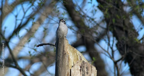 Red-headed woodpecker on tree