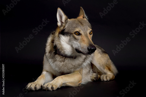 Dog (Czechoslovakian Wolfdog) lying in studio on black background