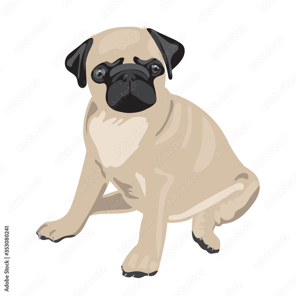 Realistic vector illustration of sitting pug dog. Colored isolated character on white background. For veterinary clinics, pet products, dog handlers. Can be used as mascot