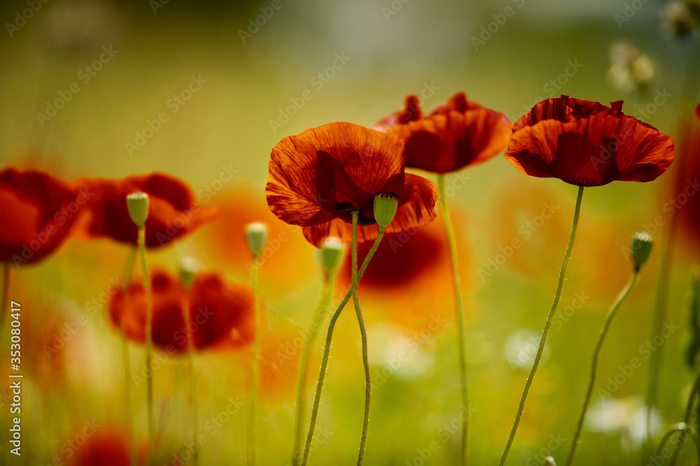 Obraz premium Summer Poppy Meadow