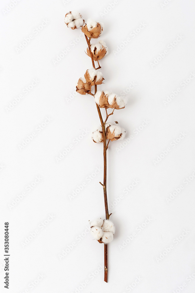 Sprig of ripened cotton on white background. Sprig with fluffy cotton flowers Sprig of ripened cotton on white background. Sprig with fluffy cotton flowers