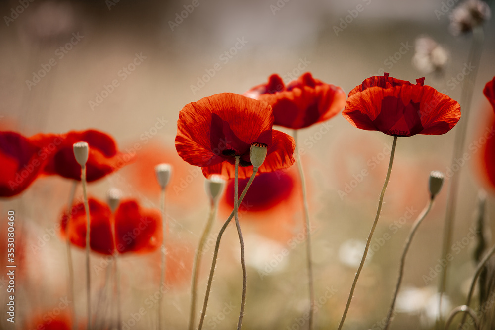 Obraz premium Summer Poppy Meadow