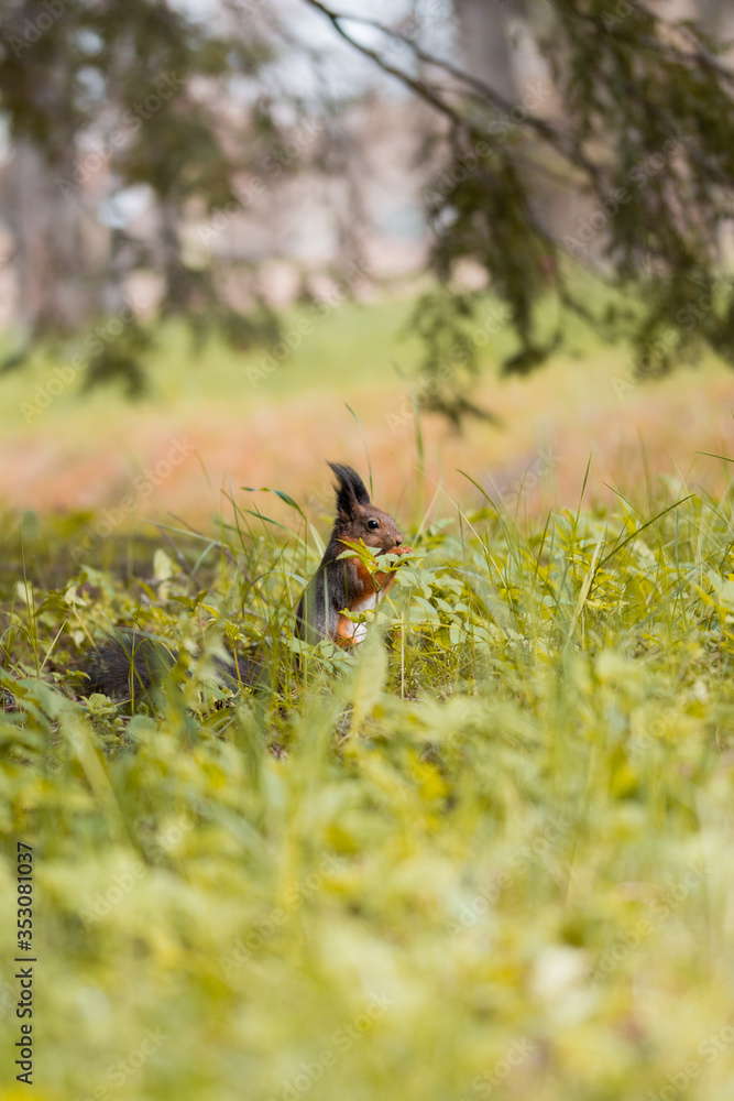 Close up of cute squirrel with long tail and ears eating nuts. Shallow depth of field with soft focus. Green, orange and brown tones Close up of cute squirrel with long tail and ears eating nuts. Shallow depth of field with soft focus. Green, orange and brown tones