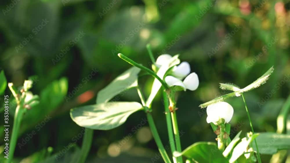 Mung bean and green leaves,mung bean crop,Mung bean used as legumes crop and green manuare,mung bean plant with selective focus. It is an economic crop in India, mung plants
Mung bean and green leaves,mung bean crop,Mung bean used as legumes crop and green manuare,mung bean plant with selective focus. It is an economic crop in India, mung plants