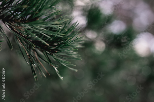 Close up of pine tree branch. Soft focus and shallow depth of field. Brown and green forest background with wide angle.