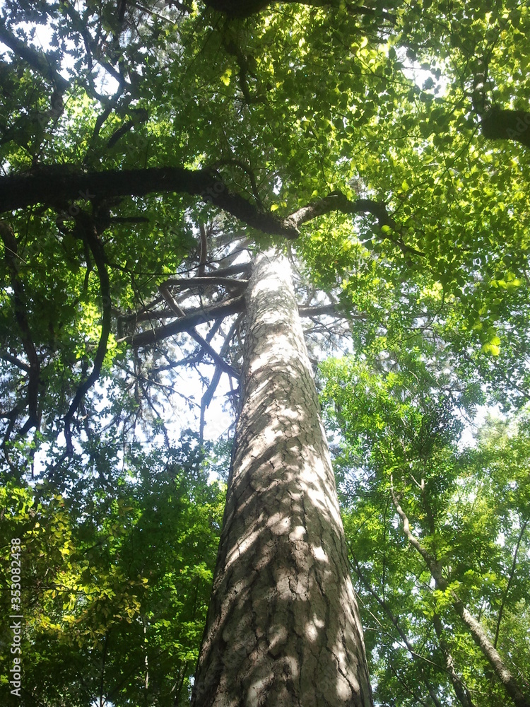 Fototapeta premium trees in the forest