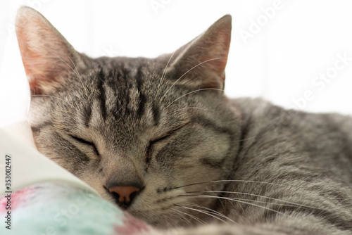 熟睡中　サバトラ猫 © rai