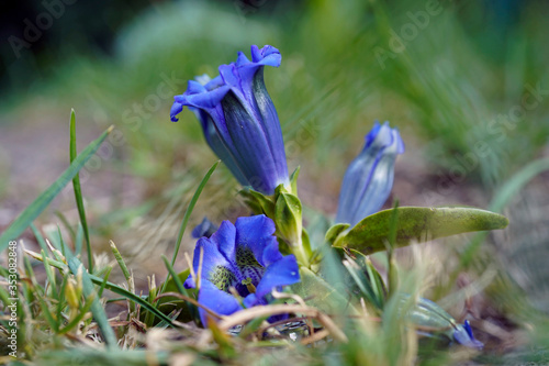 beautiful blue blossom of the blue gentian flower on the mountains in spring