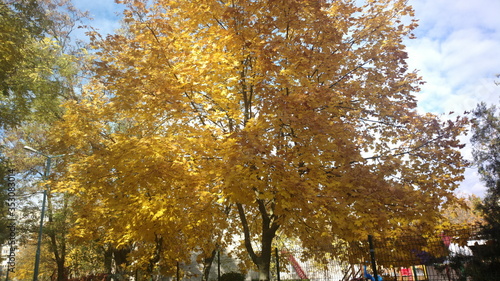 autumn trees in the park