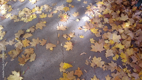 autumn leaves on the ground