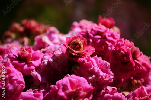 Kalanchoe house plant  close up