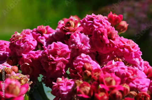 Kalanchoe house plant  close up