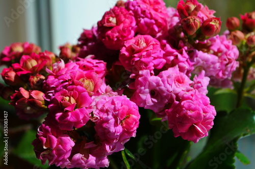 Kalanchoe house plant  close up