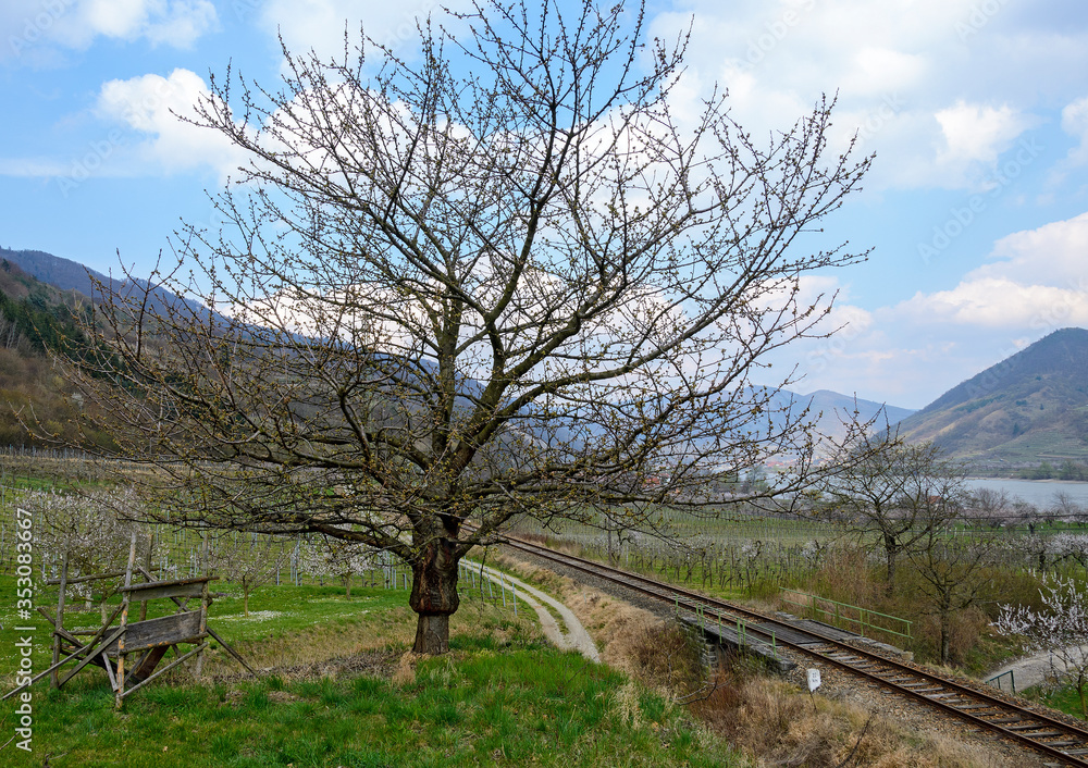 landscape with grafted fruit tree landscape with grafted fruit tree