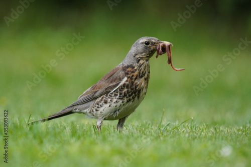 a song trush with speckled plumage collect worms for the young birds 