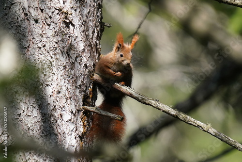 A orange squirrel perched on a twig from a spruce in the forest and is looking at camera © Chamois huntress