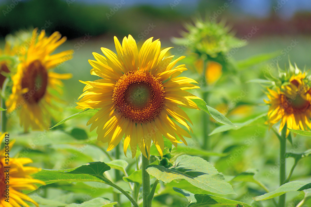 Fototapeta premium ひまわり畑/沖縄県