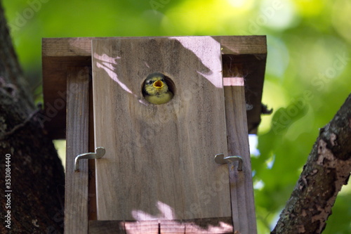 Meisen Jungvogel  im Nistkasten photo