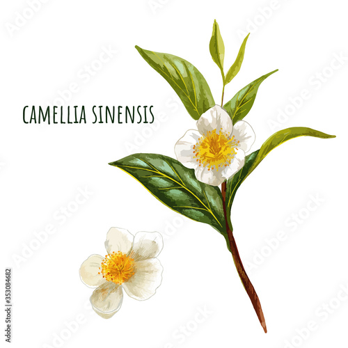 Camellia sinensis, green tea branch with flowers