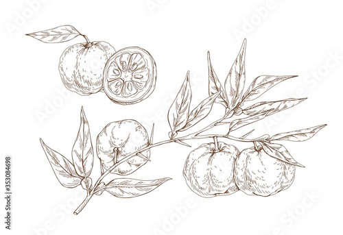 Hand drawn yuzu citrus monochrome vector engraving illustration. Realistic fr...