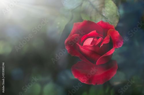 Red rose and soft light with blurred background,film and grain tone,Soft focus