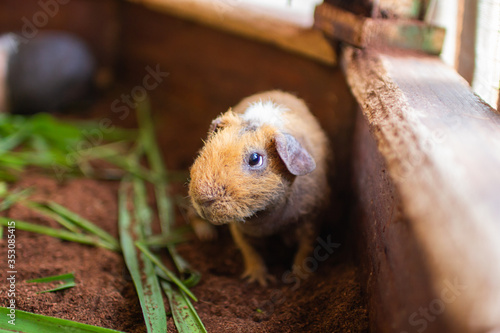 Guinea Pigs stand On the ground in a cage