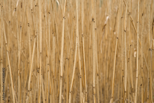 Abstract natural pattern of long dry grass stems
