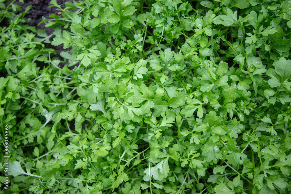 fresh juicy watercress in my garden fresh juicy watercress in my garden