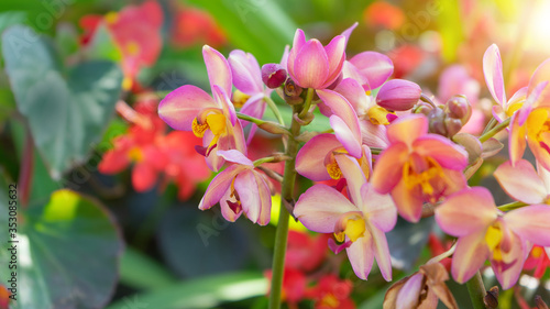 Spathoglottis Plicata purple orchids or ground orchid,Soft light and select focus