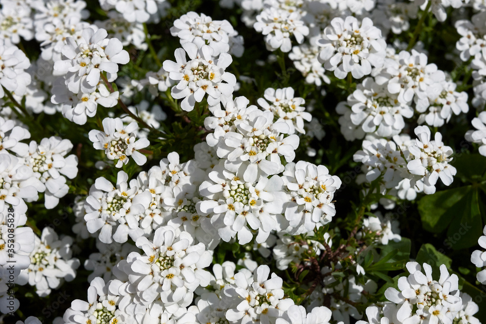 Iberis sempervirens Iberis sempervirens