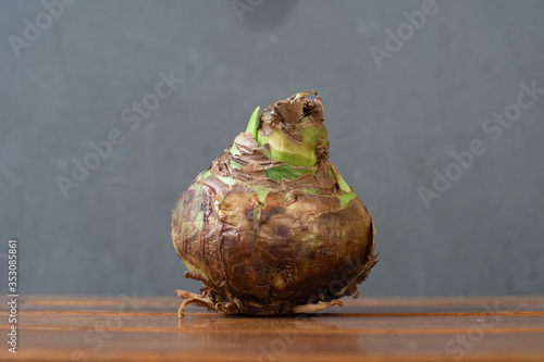 Flower bulbs Amaryllis on wood ,Hippeastrums flower