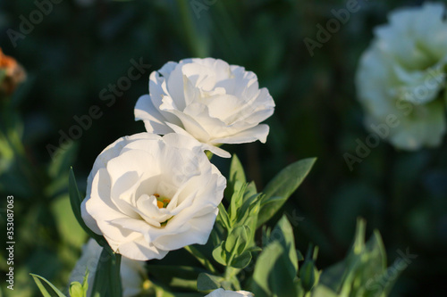 Close-up of violet Lisianthus flowers. The rose flowers are blooming in the morning soft light on a blurred green background.white flowers