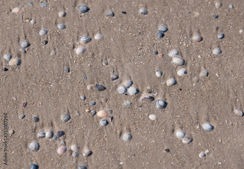 Muscheln liegen am Sandstand an der Nordsee bei Sankt Peter-Ording Strand