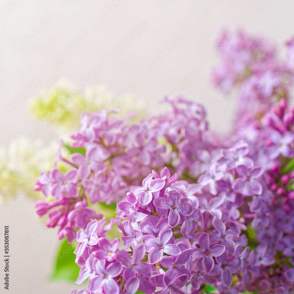 Flower composition. Branches of blooming lilacs are lit by the sun. Gray background. A closeup view. Flower composition. Branches of blooming lilacs are lit by the sun. Gray background. A closeup view.
