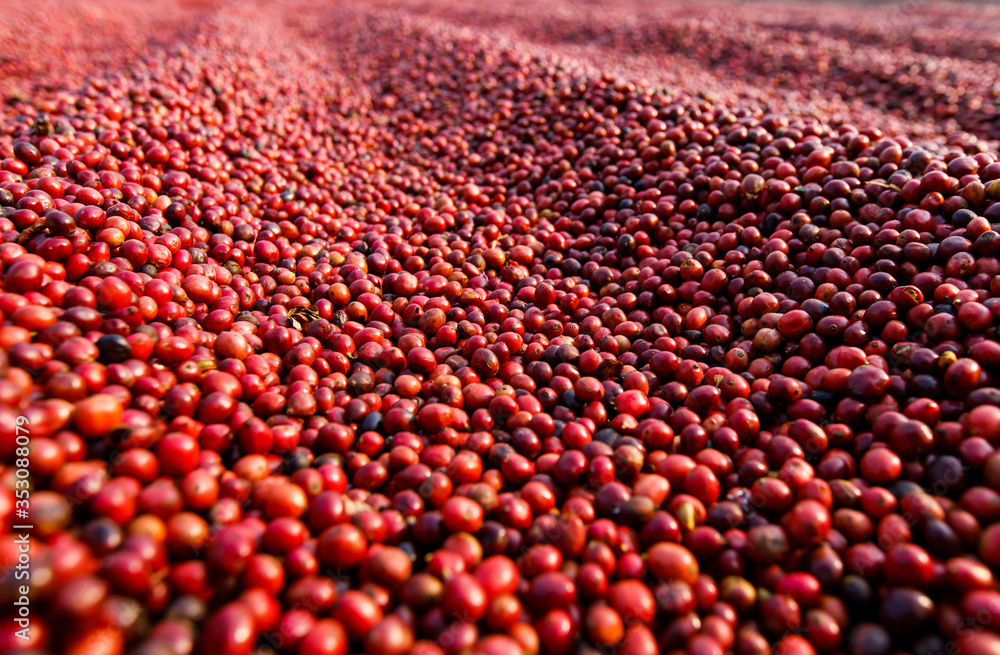 Fototapeta premium Coffee beans drying in the sun. Coffee plantations at coffee farm