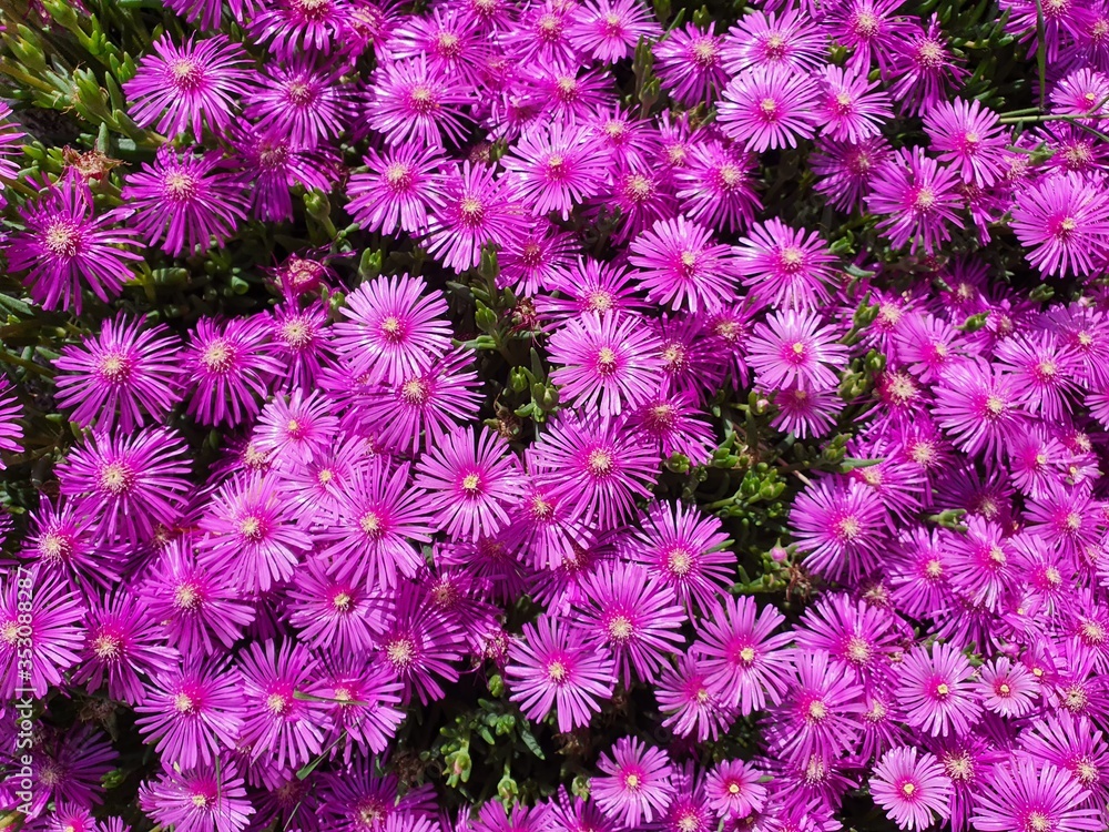 pink chrysanthemum flowers