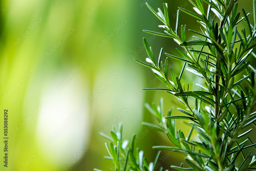 Fresh Rosemary Herb grow outdoor. Rosemary leaves Close-up. Fresh Rosemary Herb grow outdoor. Rosemary leaves Close-up.
