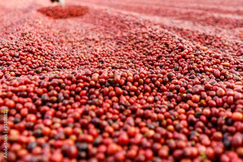 Coffee beans drying in the sun. Coffee plantations at coffee farm © freedom_naruk