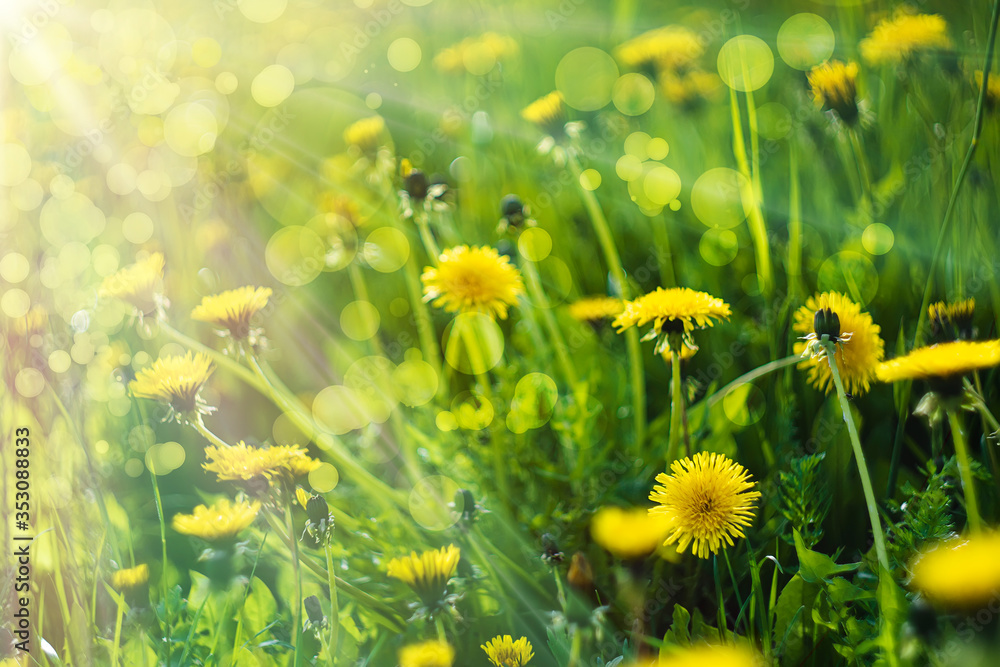 yellow field of dandelions bright sun rays spring summer season