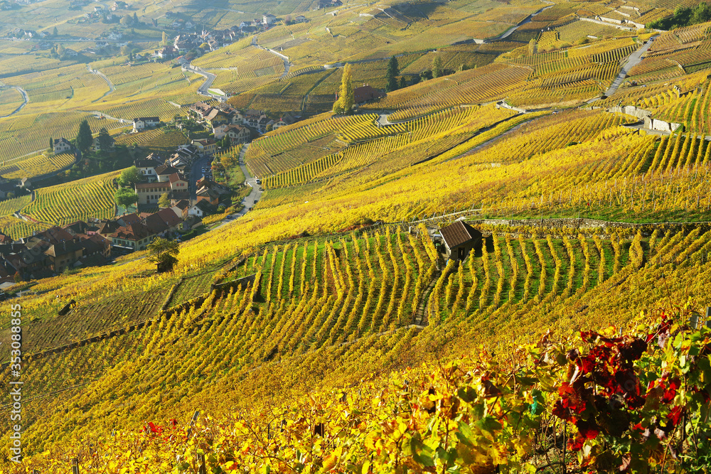 Vineyard terraces in the famous Lavaux wine region (UNESCO World Heritage Site since 2007) overlooking the northern shores of Lake Geneva, Canton of Vaud, Switzerland