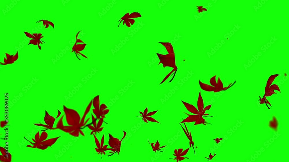 Autumn maple leaves particle loop animation green screen Autumn maple leaves particle loop animation green screen