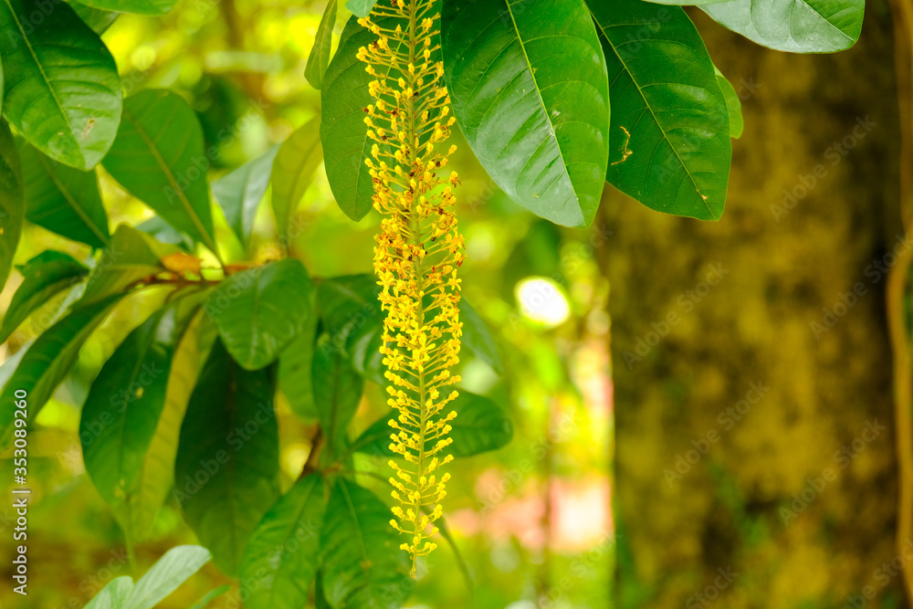 Obraz premium Laburnum, sometimes called golden chain or golden rain in a forest.
