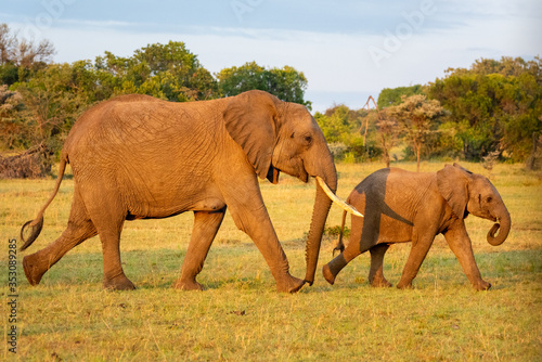 African elephant and calf walk past bushes