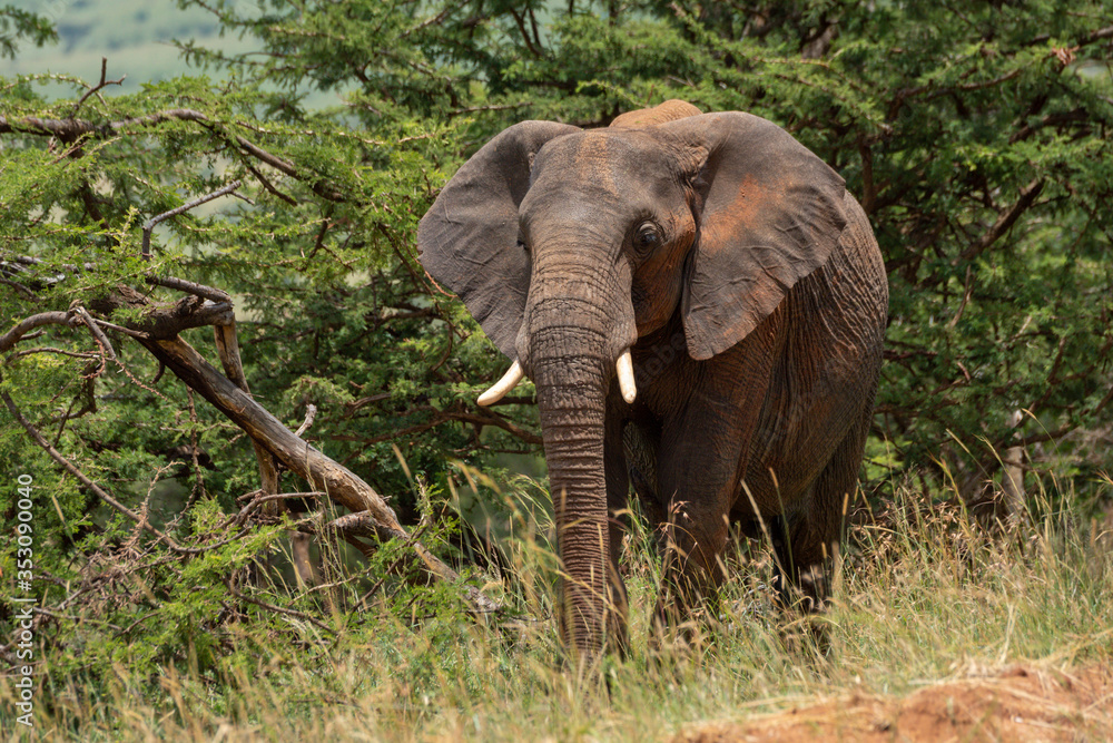Naklejka premium African elephant stands near trees in sunshine