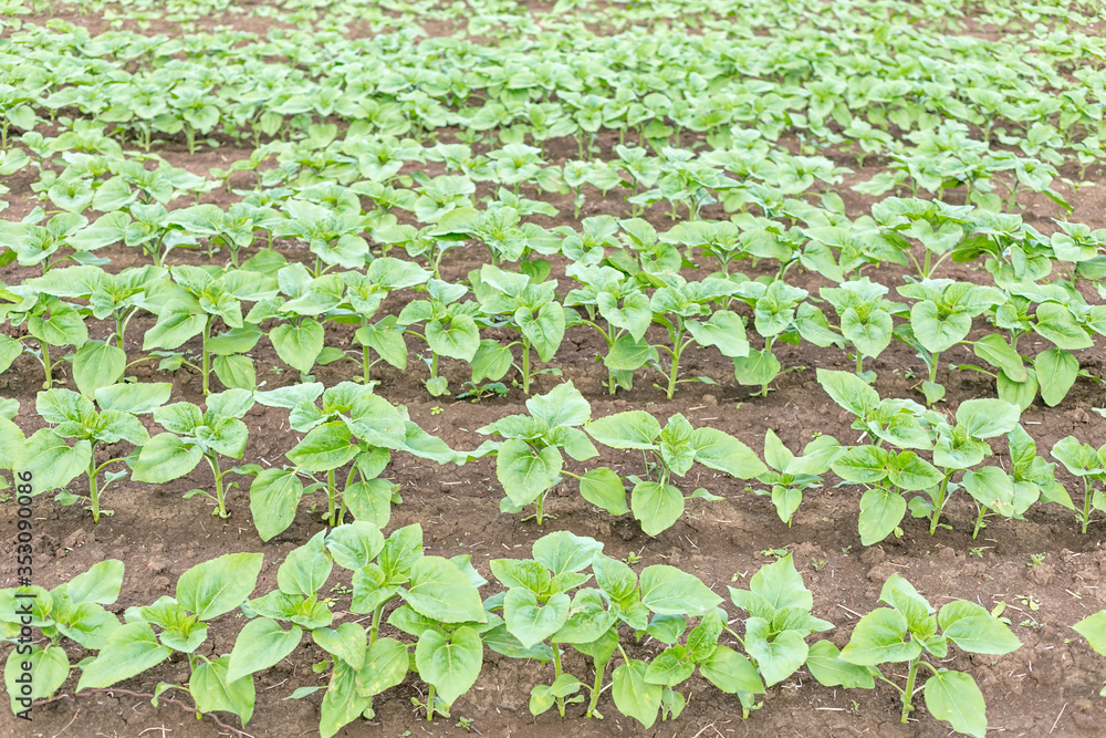 Sunflower field landscape. Fresh photography of green plants of the sunflowers at a clear rainy spring day. Sunflower field landscape. Fresh photography of green plants of the sunflowers at a clear rainy spring day.