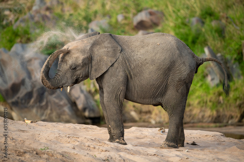 African elephant takes sand bath on riverbank