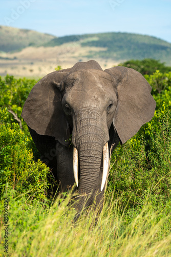Photography African elephant stands watching camera from bushes